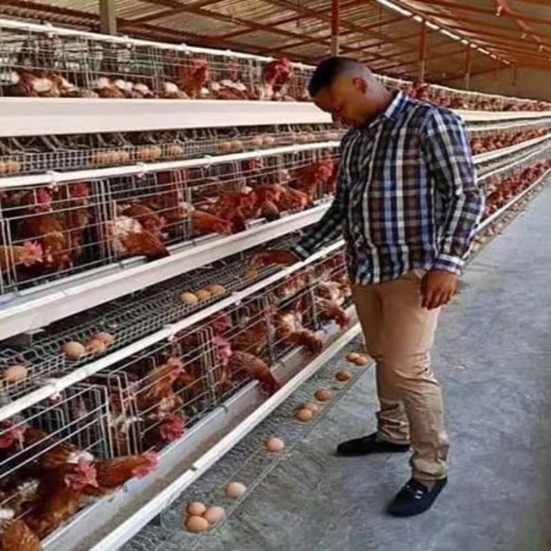 Farming Africa - ฟาร์มสัตว์ปีกราคาถูก 10000 ตัว โรงเรือนเลี้ยงไก่ไข่แบบกรง ขายในแอฟริกาใต้