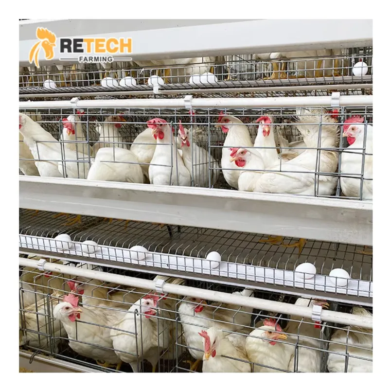 Farming Africa - กรงไก่ไข่อัตโนมัติ โรงเรือนเลี้ยงไก่สำหรับแอฟริกาใต้
