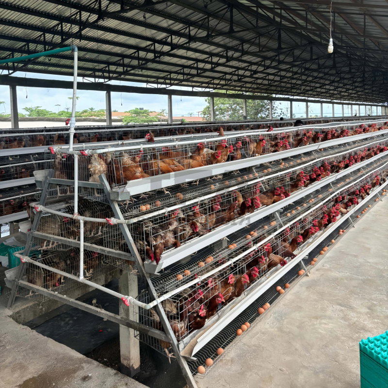 Farming Africa - ขายเครื่องจักรในแอฟริกาใต้ โรงเรือนอลูมิเนียมสำหรับเลี้ยงไก่กลางแจ้งสำหรับฟาร์ม