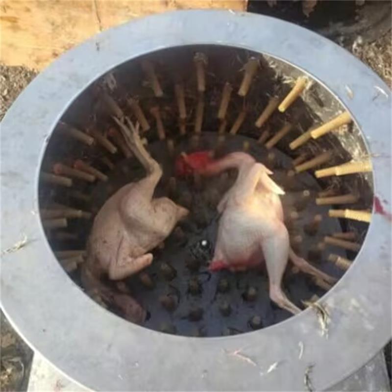 Chicken Plucker Machine - เครื่องถอนขนนกกระทา นกพิราบ นก ไก่ และสัตว์ปีกในฟาร์ม