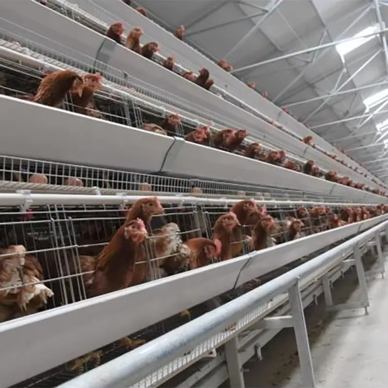 Farming Africa - กรงเลี้ยงไก่แบบ H สำหรับผู้จัดจำหน่ายอุปกรณ์ฟาร์มสัตว์ปีกในแอฟริกาใต้ ปากีสถาน และฟิลิปปินส์