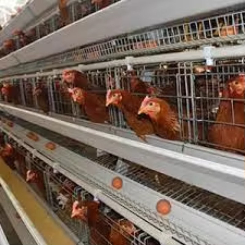   โรงเลี้ยงไก่แบบกรงแบตเตอรี่  - Farming Africa บทวิจารณ์และราคา