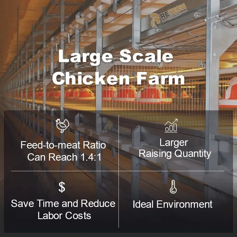 กรงไก่เนื้อแบบอัตโนมัติชนิด H  - Farming Africa บทวิจารณ์และราคา