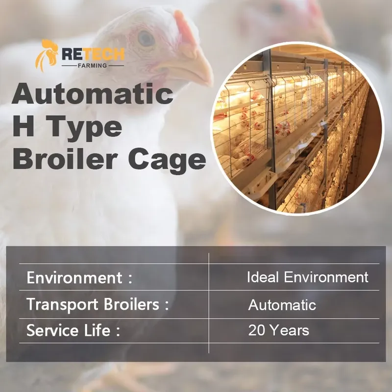กรงไก่เนื้อแบบอัตโนมัติชนิด H  - Farming Africa บทวิจารณ์และราคา
