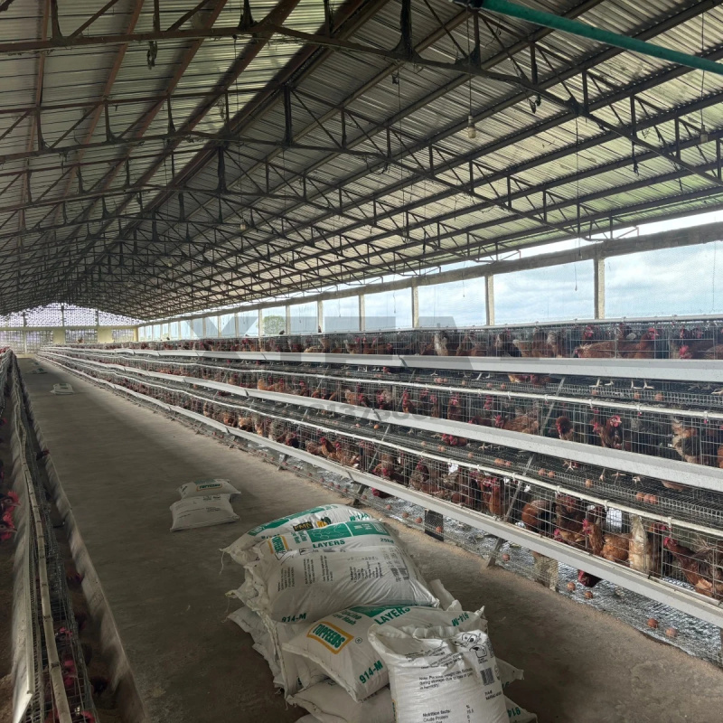 ขายเครื่องจักรในแอฟริกาใต้ โรง - Farming Africa บทวิจารณ์และราคา