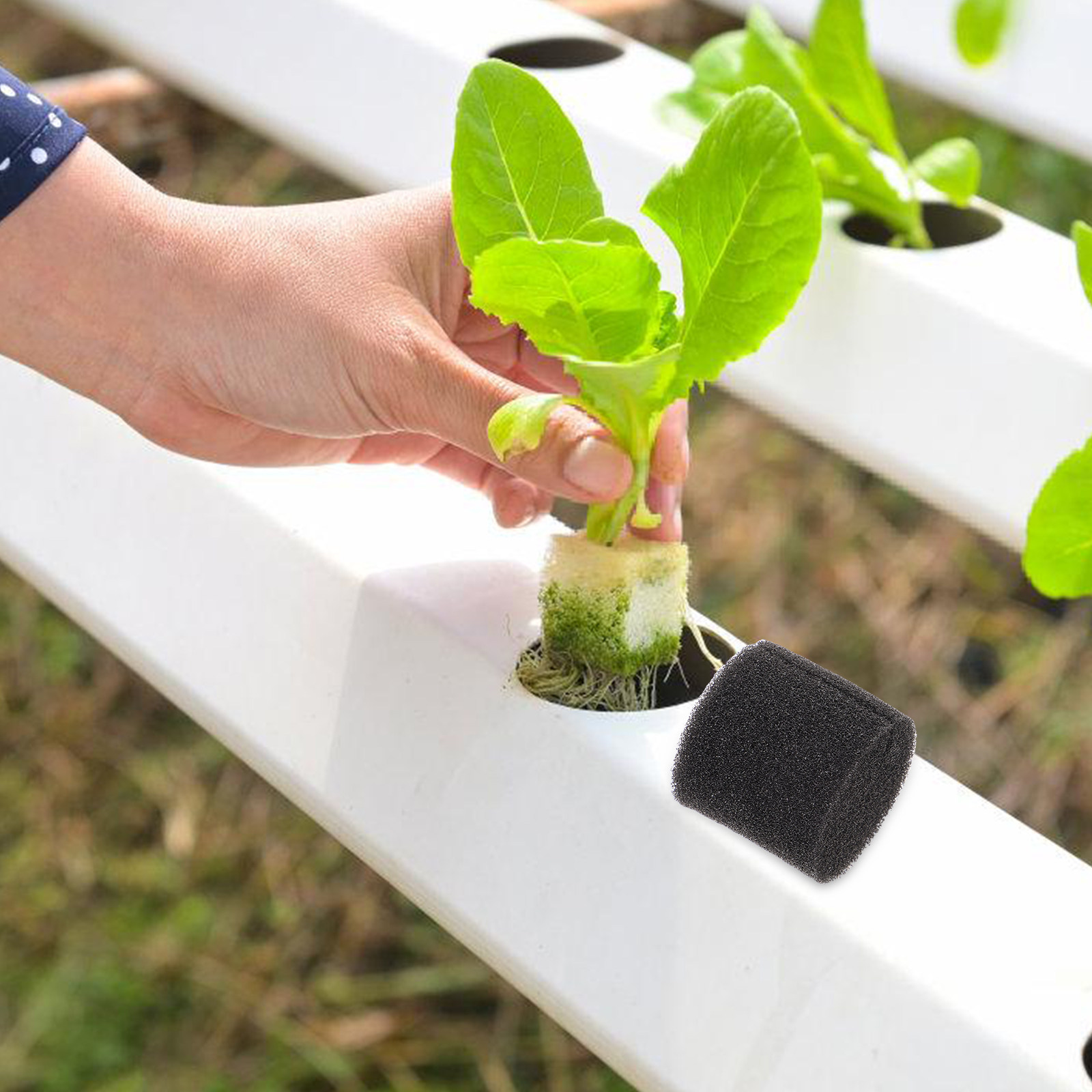 ฟองน้ำปลูกพืชแบบไฮโดรโปนิกส์ 1 - Vegetable Transplanter บทวิจารณ์และราคา