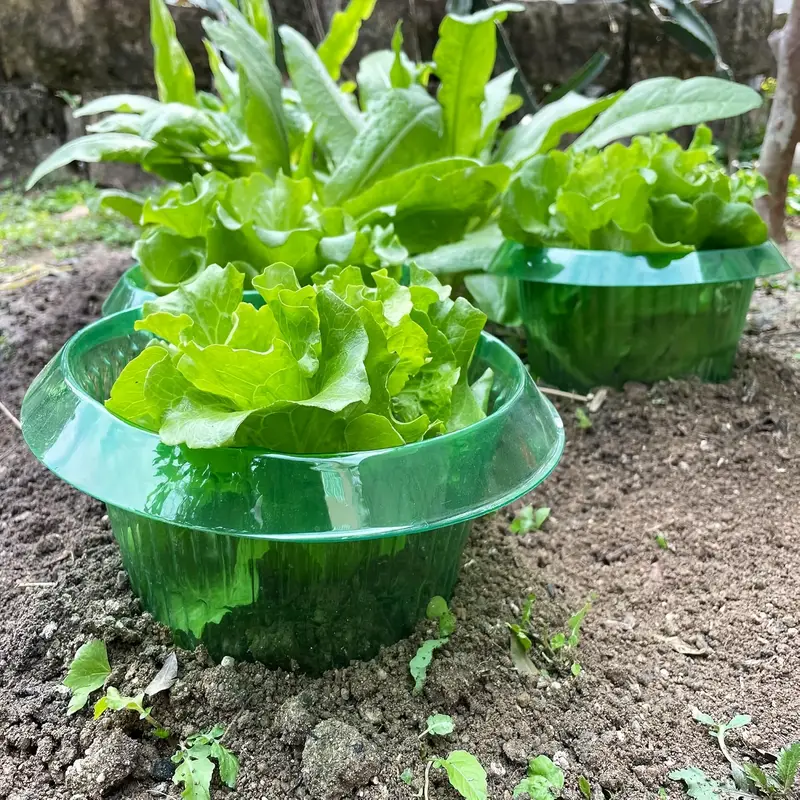พืช Slug ป้องกันแหวนผักฝาครอบพ - Vegetable Transplanter บทวิจารณ์และราคา