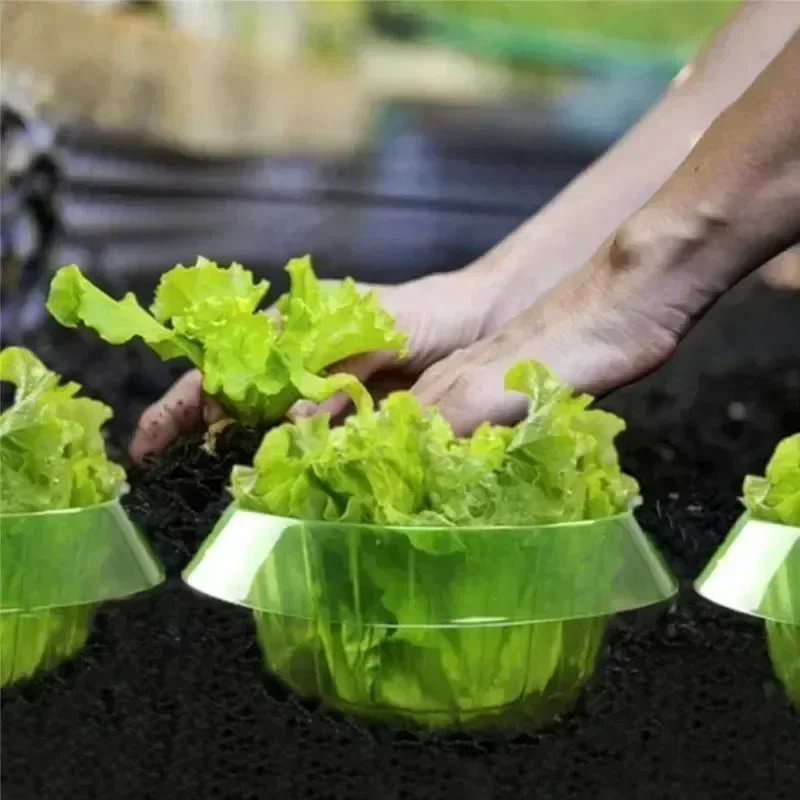 พืช Slug ป้องกันแหวนผักฝาครอบพ - Vegetable Transplanter บทวิจารณ์และราคา