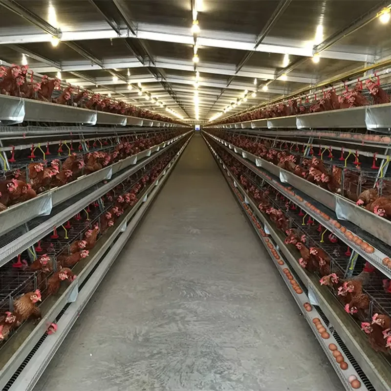 กรงเลี้ยงไก่แบบ H สำหรับผู้จัด - Farming Africa บทวิจารณ์และราคา