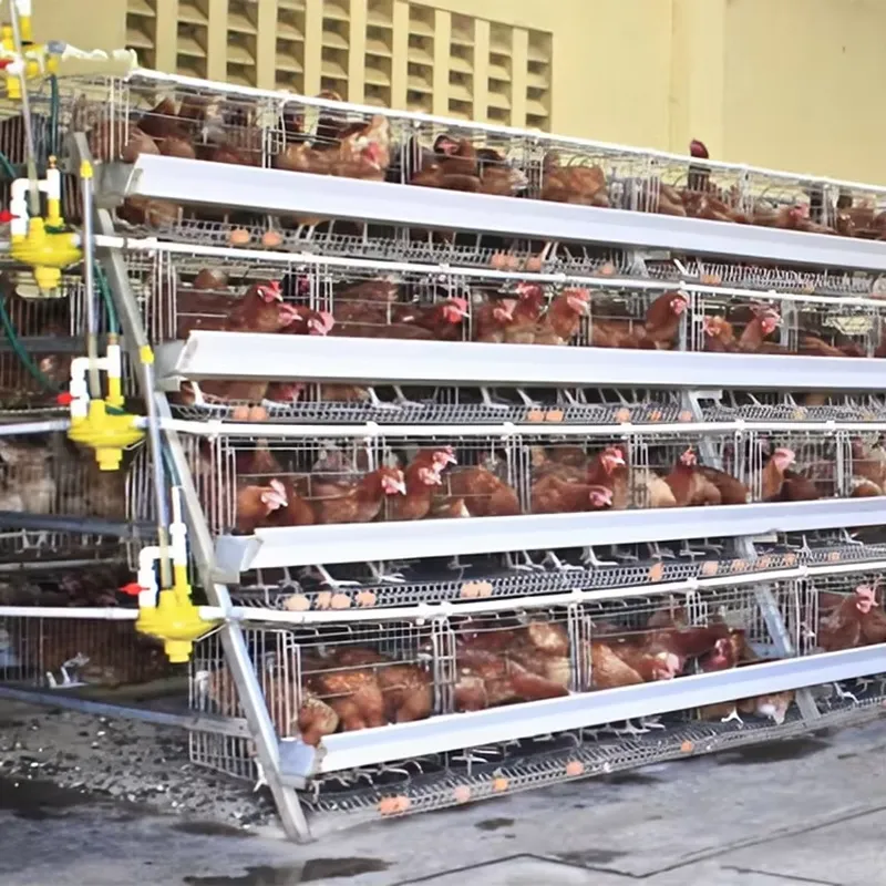 กรงเลี้ยงไก่แบบ H สำหรับผู้จัด - Farming Africa บทวิจารณ์และราคา